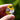 Hunnehgirls 2: Palila Enamel Pin